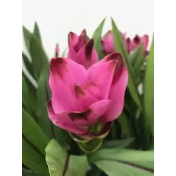 Best Tulip Flower